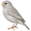 https://www.americanbreeder.com/images/com_adsmanager/categories/3561cat_t.jpg