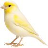 https://www.americanbreeder.com/images/com_adsmanager/categories/3562cat_t.jpg
