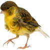 https://www.americanbreeder.com/images/com_adsmanager/categories/3566cat_t.jpg