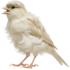 https://www.americanbreeder.com/images/com_adsmanager/categories/3570cat_t.jpg