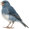 https://www.americanbreeder.com/images/com_adsmanager/categories/3572cat_t.jpg