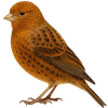 https://www.americanbreeder.com/images/com_adsmanager/categories/3580cat_t.jpg