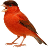 https://www.americanbreeder.com/images/com_adsmanager/categories/3582cat_t.jpg
