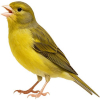 https://www.americanbreeder.com/images/com_adsmanager/categories/3585cat_t.jpg