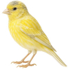 https://www.americanbreeder.com/images/com_adsmanager/categories/3587cat_t.jpg