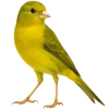 https://www.americanbreeder.com/images/com_adsmanager/categories/3593cat_t.jpg