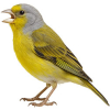 https://www.americanbreeder.com/images/com_adsmanager/categories/3598cat_t.jpg