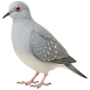 https://www.americanbreeder.com/images/com_adsmanager/categories/3716cat_t.jpg
