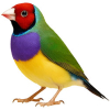 https://www.americanbreeder.com/images/com_adsmanager/categories/3790cat_t.jpg