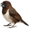 https://www.americanbreeder.com/images/com_adsmanager/categories/3794cat_t.jpg