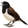 https://www.americanbreeder.com/images/com_adsmanager/categories/3798cat_t.jpg