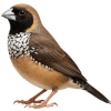 https://www.americanbreeder.com/images/com_adsmanager/categories/3799cat_t.jpg