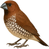 https://www.americanbreeder.com/images/com_adsmanager/categories/3800cat_t.jpg