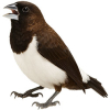 https://www.americanbreeder.com/images/com_adsmanager/categories/3807cat_t.jpg