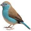 https://www.americanbreeder.com/images/com_adsmanager/categories/3816cat_t.jpg