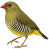https://www.americanbreeder.com/images/com_adsmanager/categories/3820cat_t.jpg