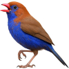 https://www.americanbreeder.com/images/com_adsmanager/categories/3826cat_t.jpg