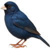 https://www.americanbreeder.com/images/com_adsmanager/categories/3832cat_t.jpg