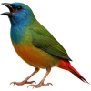 https://www.americanbreeder.com/images/com_adsmanager/categories/3835cat_t.jpg