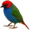 https://www.americanbreeder.com/images/com_adsmanager/categories/3836cat_t.jpg