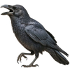 https://www.americanbreeder.com/images/com_adsmanager/categories/3894cat_t.jpg