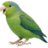 https://www.americanbreeder.com/images/com_adsmanager/categories/3984cat_t.jpg