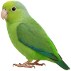 https://www.americanbreeder.com/images/com_adsmanager/categories/3986cat_t.jpg