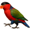 https://www.americanbreeder.com/images/com_adsmanager/categories/4013cat_t.jpg