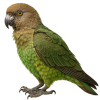 https://www.americanbreeder.com/images/com_adsmanager/categories/4041cat_t.jpg