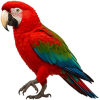 https://www.americanbreeder.com/images/com_adsmanager/categories/4131cat_t.jpg