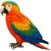 https://www.americanbreeder.com/images/com_adsmanager/categories/4150cat_t.jpg