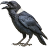 https://www.americanbreeder.com/images/com_adsmanager/categories/4162cat_t.jpg