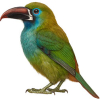 https://www.americanbreeder.com/images/com_adsmanager/categories/4165cat_t.jpg