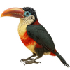 https://www.americanbreeder.com/images/com_adsmanager/categories/4172cat_t.jpg