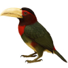 https://www.americanbreeder.com/images/com_adsmanager/categories/4175cat_t.jpg