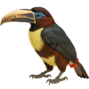 https://www.americanbreeder.com/images/com_adsmanager/categories/4176cat_t.jpg