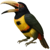 https://www.americanbreeder.com/images/com_adsmanager/categories/4178cat_t.jpg