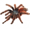 https://www.americanbreeder.com/images/com_adsmanager/categories/4216cat_t.jpg