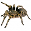 https://www.americanbreeder.com/images/com_adsmanager/categories/4221cat_t.jpg