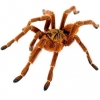 https://www.americanbreeder.com/images/com_adsmanager/categories/4229cat_t.jpg