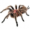 https://www.americanbreeder.com/images/com_adsmanager/categories/4231cat_t.jpg