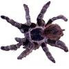 https://www.americanbreeder.com/images/com_adsmanager/categories/4232cat_t.jpg
