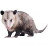 https://www.americanbreeder.com/images/com_adsmanager/categories/4235cat_t.jpg