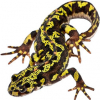 https://www.americanbreeder.com/images/com_adsmanager/categories/4246cat_t.jpg