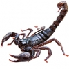 https://www.americanbreeder.com/images/com_adsmanager/categories/4249cat_t.jpg