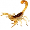 https://www.americanbreeder.com/images/com_adsmanager/categories/4251cat_t.jpg
