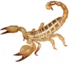 https://www.americanbreeder.com/images/com_adsmanager/categories/4254cat_t.jpg