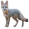 https://www.americanbreeder.com/images/com_adsmanager/categories/4260cat_t.jpg