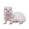 https://www.americanbreeder.com/images/com_adsmanager/categories/4266cat_t.jpg