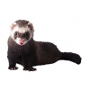 https://www.americanbreeder.com/images/com_adsmanager/categories/4267cat_t.jpg